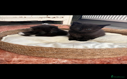 Persian cats for sale: Kittens - Image 5