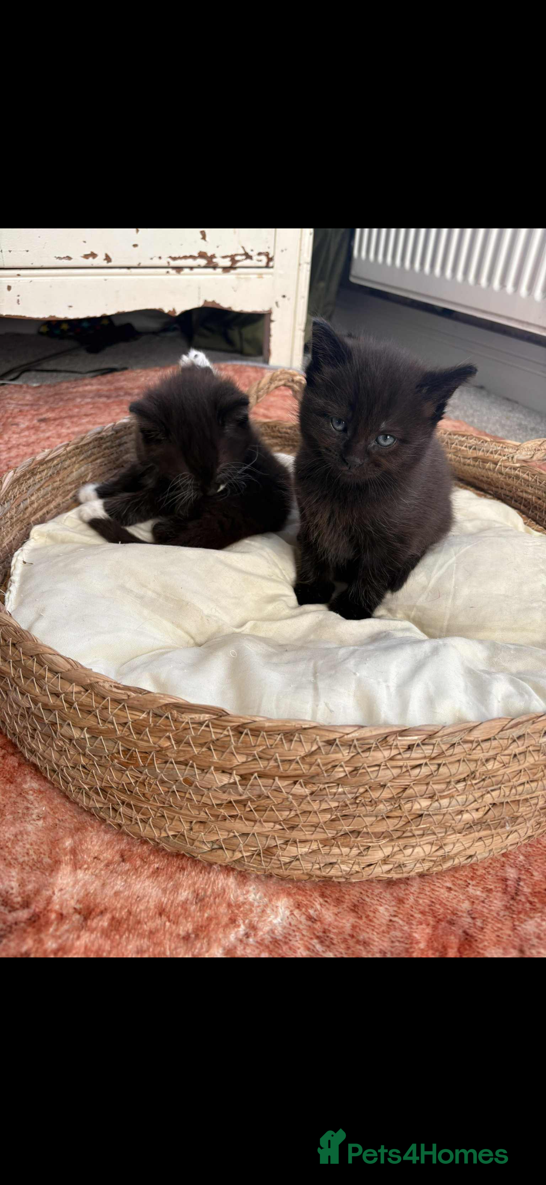 Persian cats for sale: Kittens - Image 5