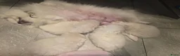 Pomeranian dogs for sale: Gorgeous white fluffy pomeranians in Preston - Advert 8