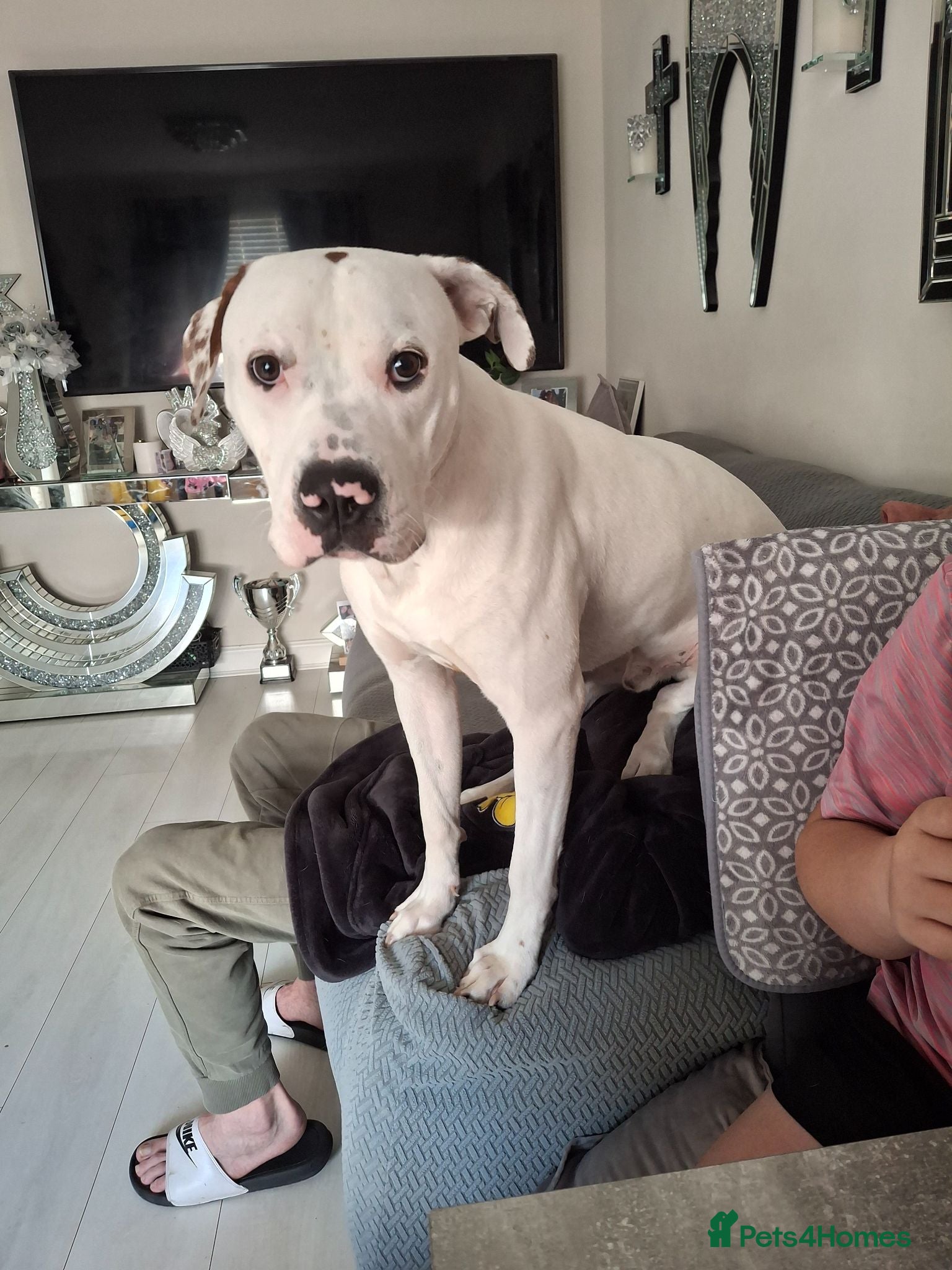 Mixed Breed dogs Mrs Pauline  - Advert 7