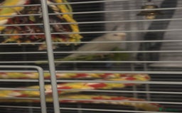 Budgerigars birds for sale: 4 gorgeous budgies and cage  - Image 3