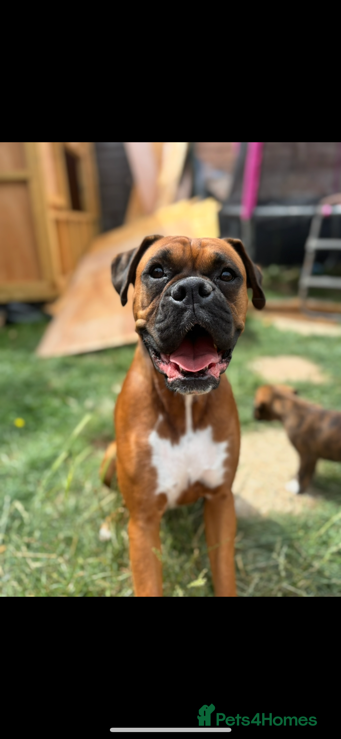 Boxer dogs Boxer puppies red flashy girls bob tails kc reg - Advert 6