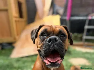 Boxer dogs Boxer puppies red flashy girls bob tails kc reg - Advert 4