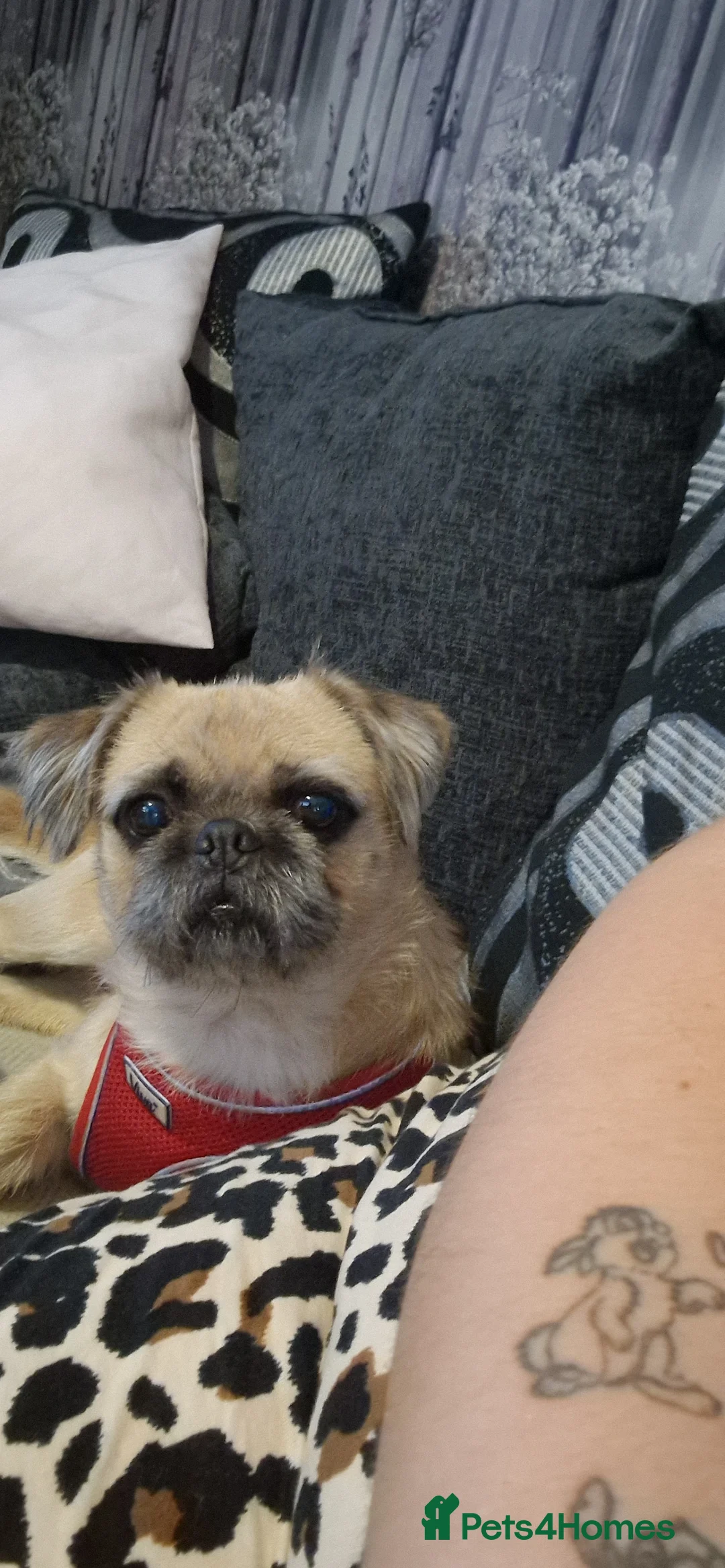 Mixed Breed dogs for sale: Remhome my dog - Advert 1