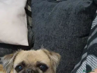 Mixed Breed dogs Remhome my dog - Advert 1