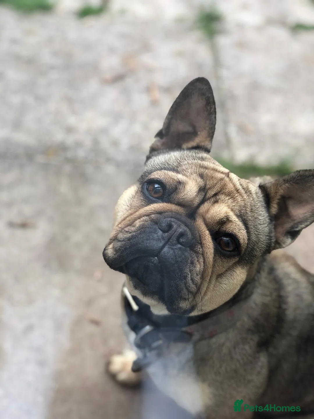 French Bulldog dogs for sale: Female French Bulldog (6 year old) in Runcorn - Advert 2