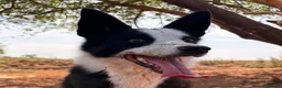 Border Collie dogs for sale: ONE REMAINING - Female Border Collie Puppies - Advert 19