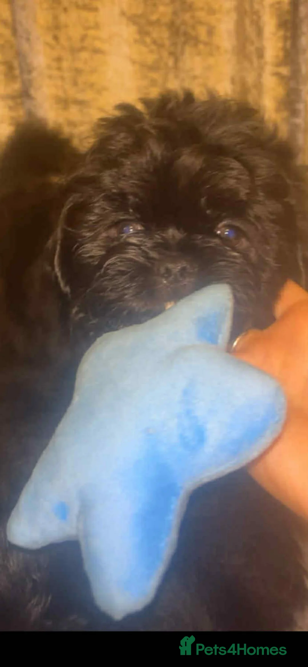 Shih Tzu dogs for sale: Shih Tzu Puppies For Sale - - Advert 23