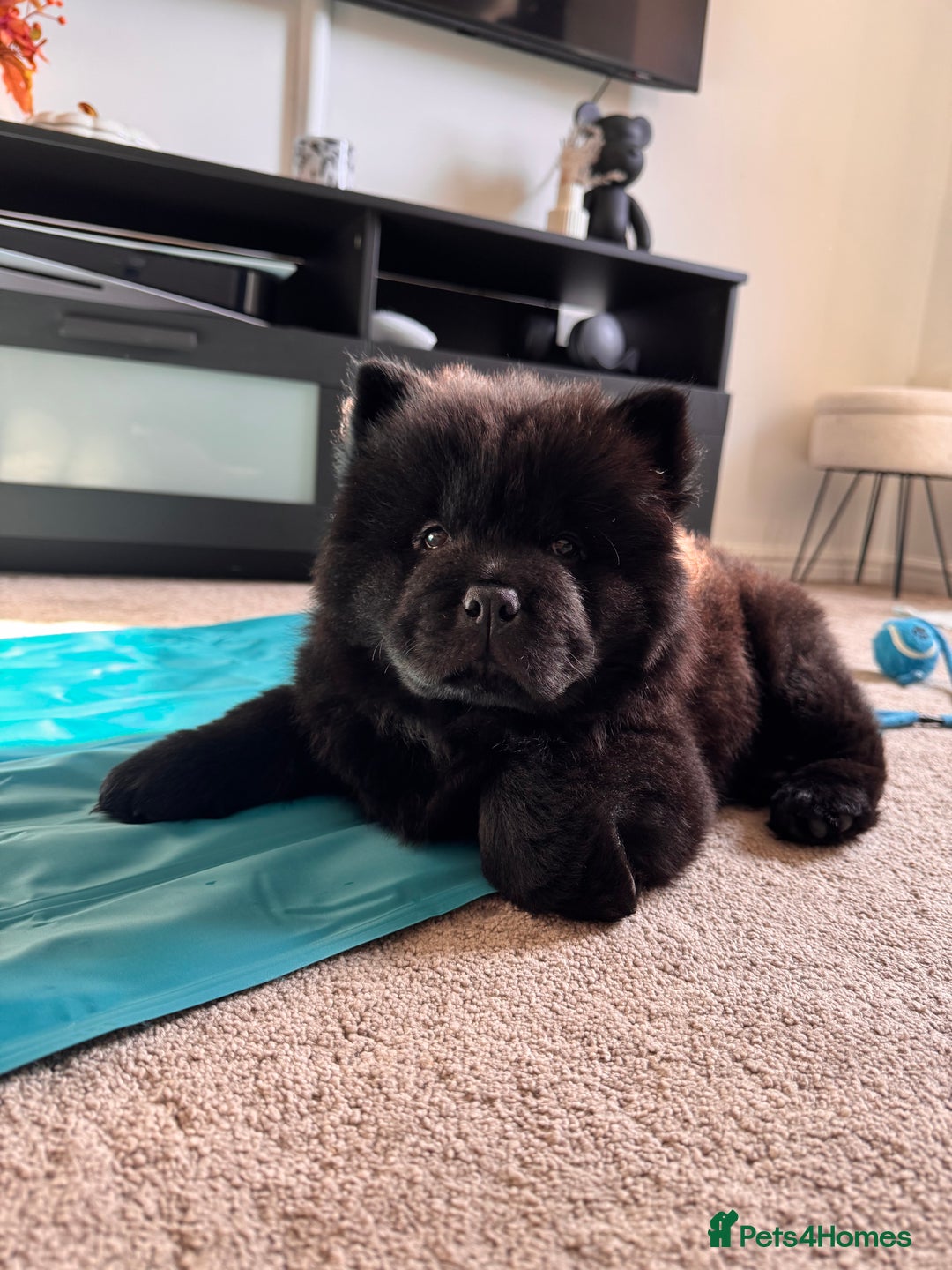 Chow Chow dogs for sale: Black chow chow full pedigree - KC registered  - Image 4
