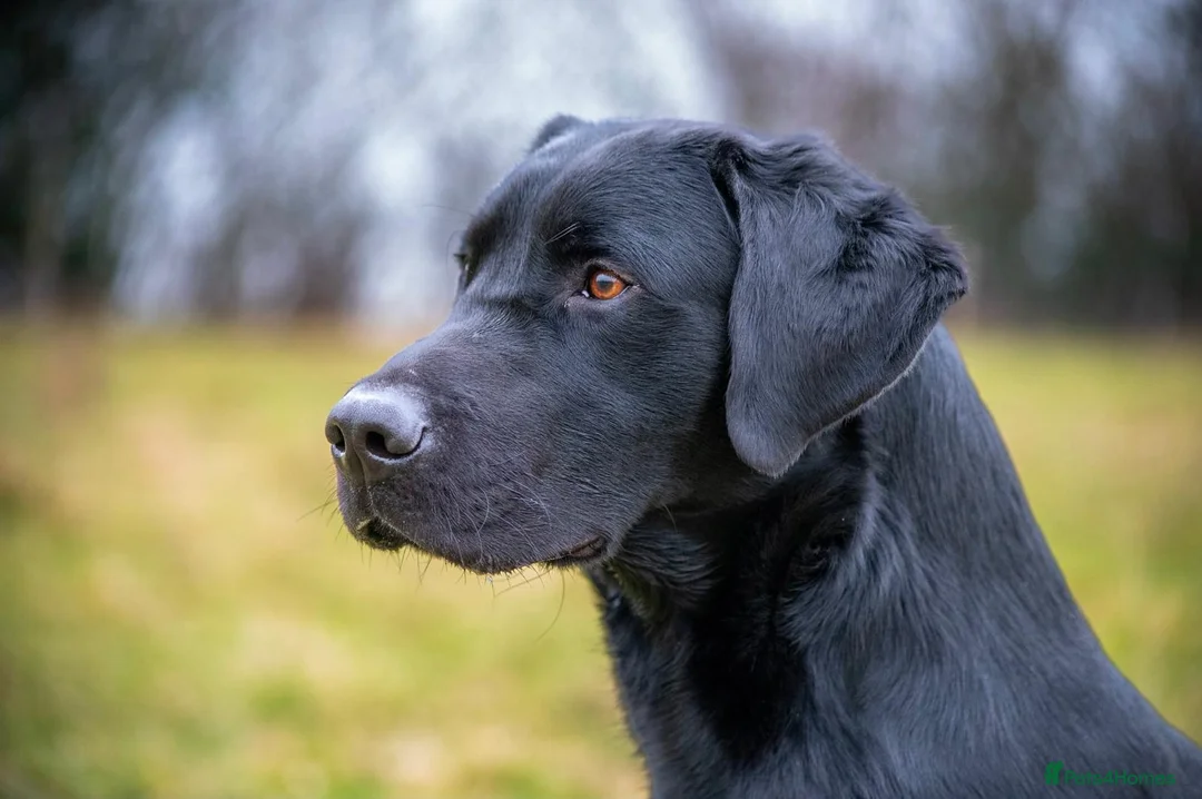 Labrador Retriever dogs for sale: Beautiful KC Labrador Puppies - Advert 2