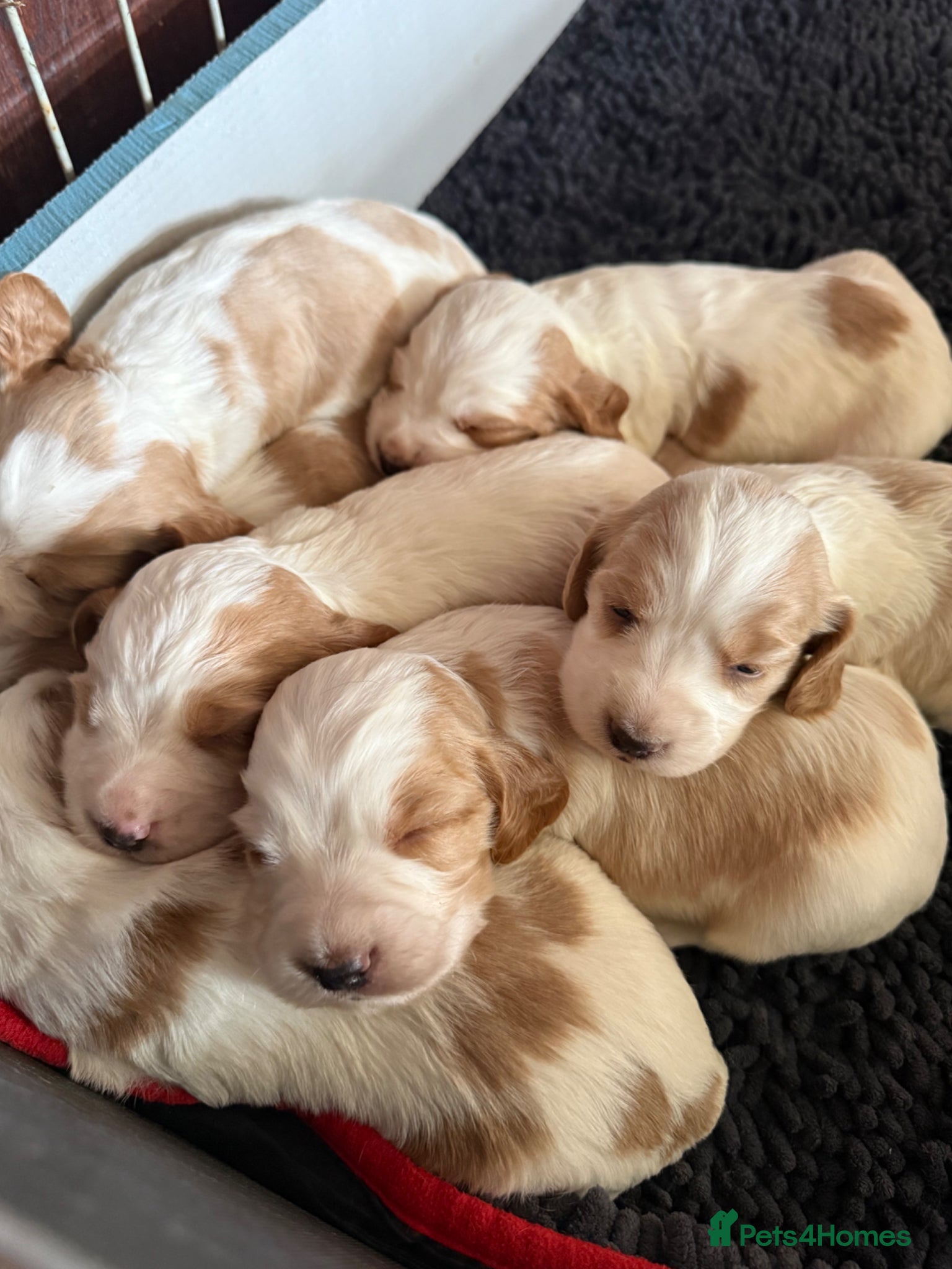 Cocker Spaniel dogs Working cocker spaniels  - Advert 13