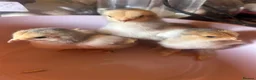 Turkeys poultry for sale: Turkey poults , Brahmas  . Silkies  in Halesowen - Advert 4