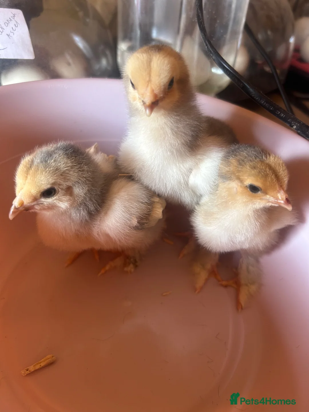 Turkeys poultry for sale: Turkey poults , Brahmas  . Silkies  in Halesowen - Advert 4