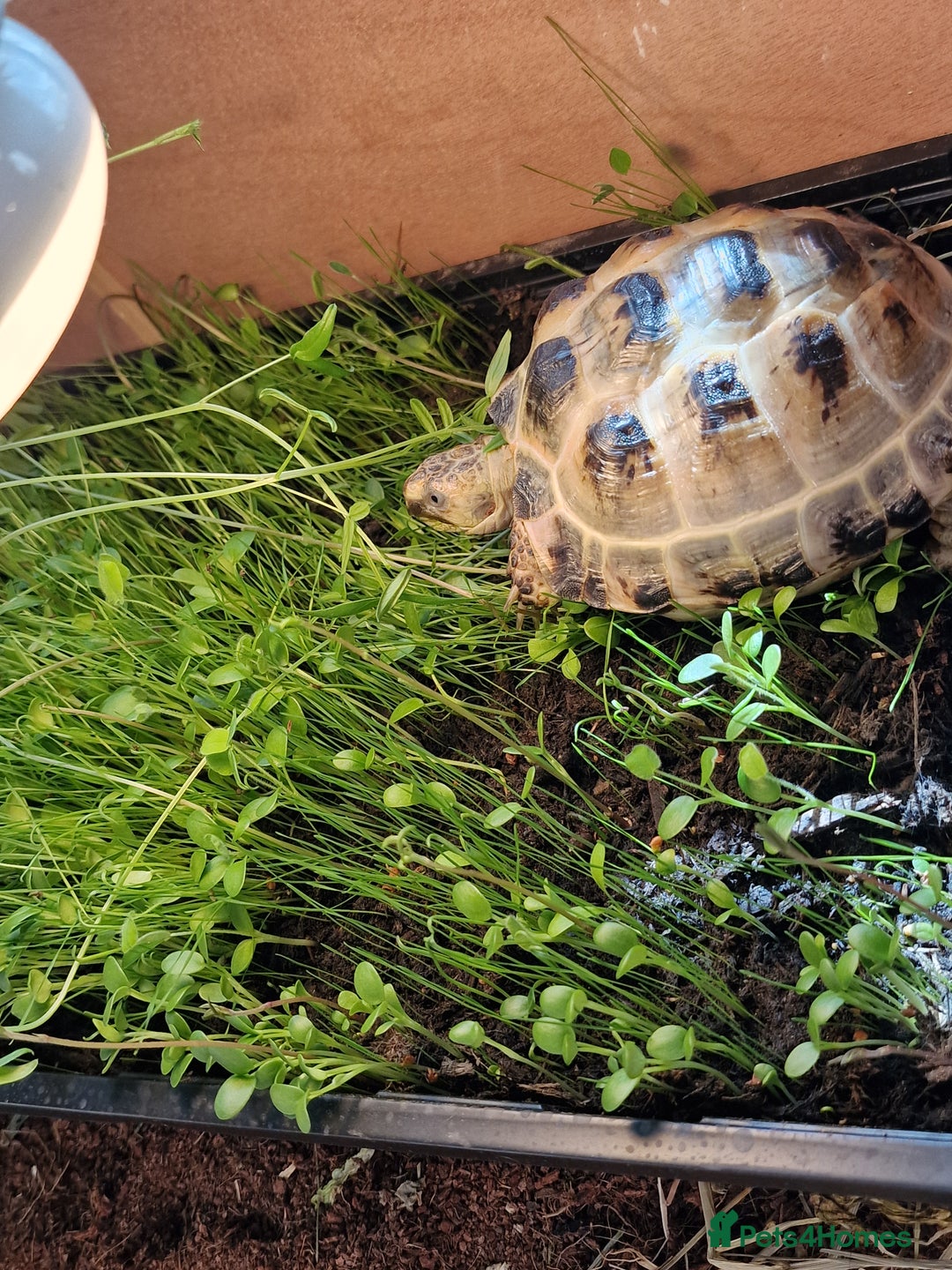 Tortoise reptiles for sale: Horsefield tortoise  - Image 2