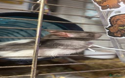 Rat rodents for sale: Rat for sale - Image 2