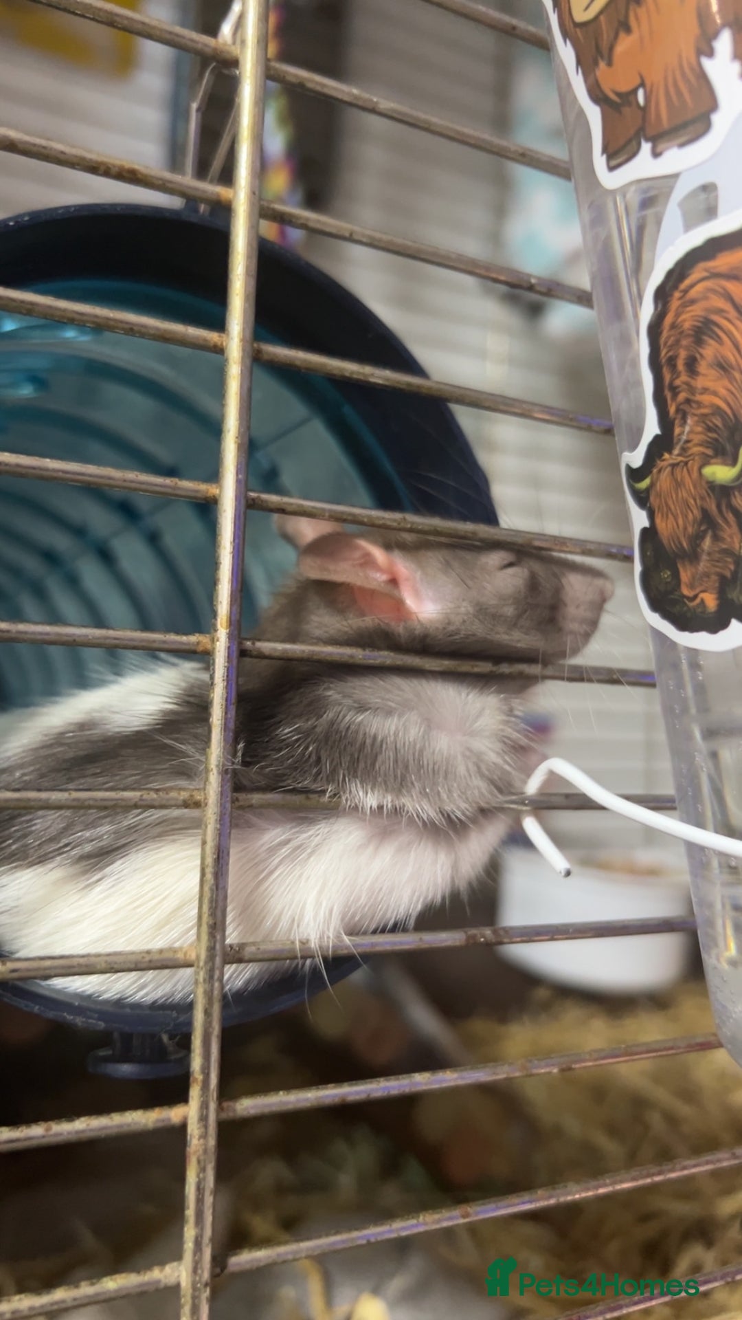 Rat rodents for sale: Rat for sale - Image 2