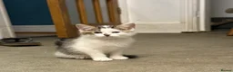 Mixed Breed cats for sale: Lovely kittens looking for their forever home  - Advert 4