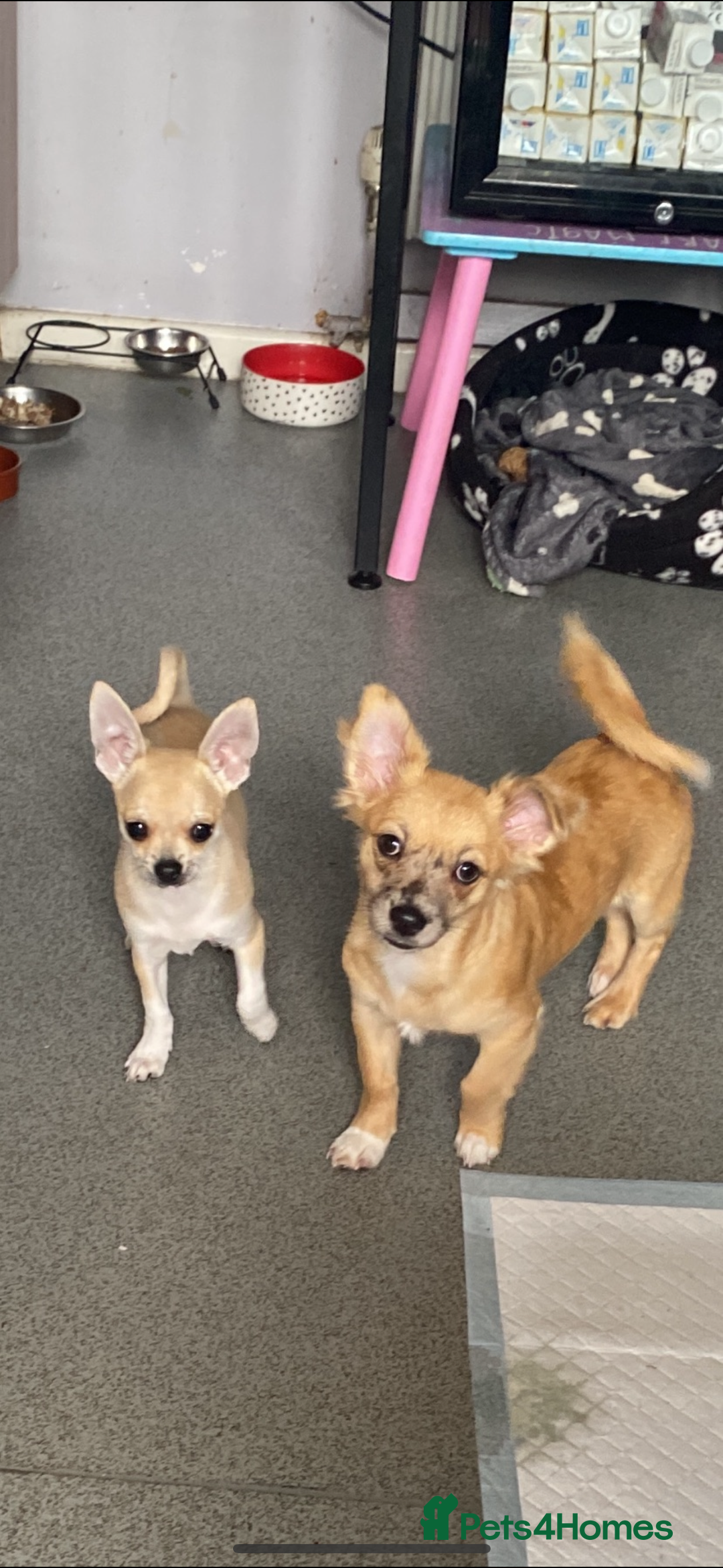 Chihuahua dogs for sale: Puppy’s  - Advert 24