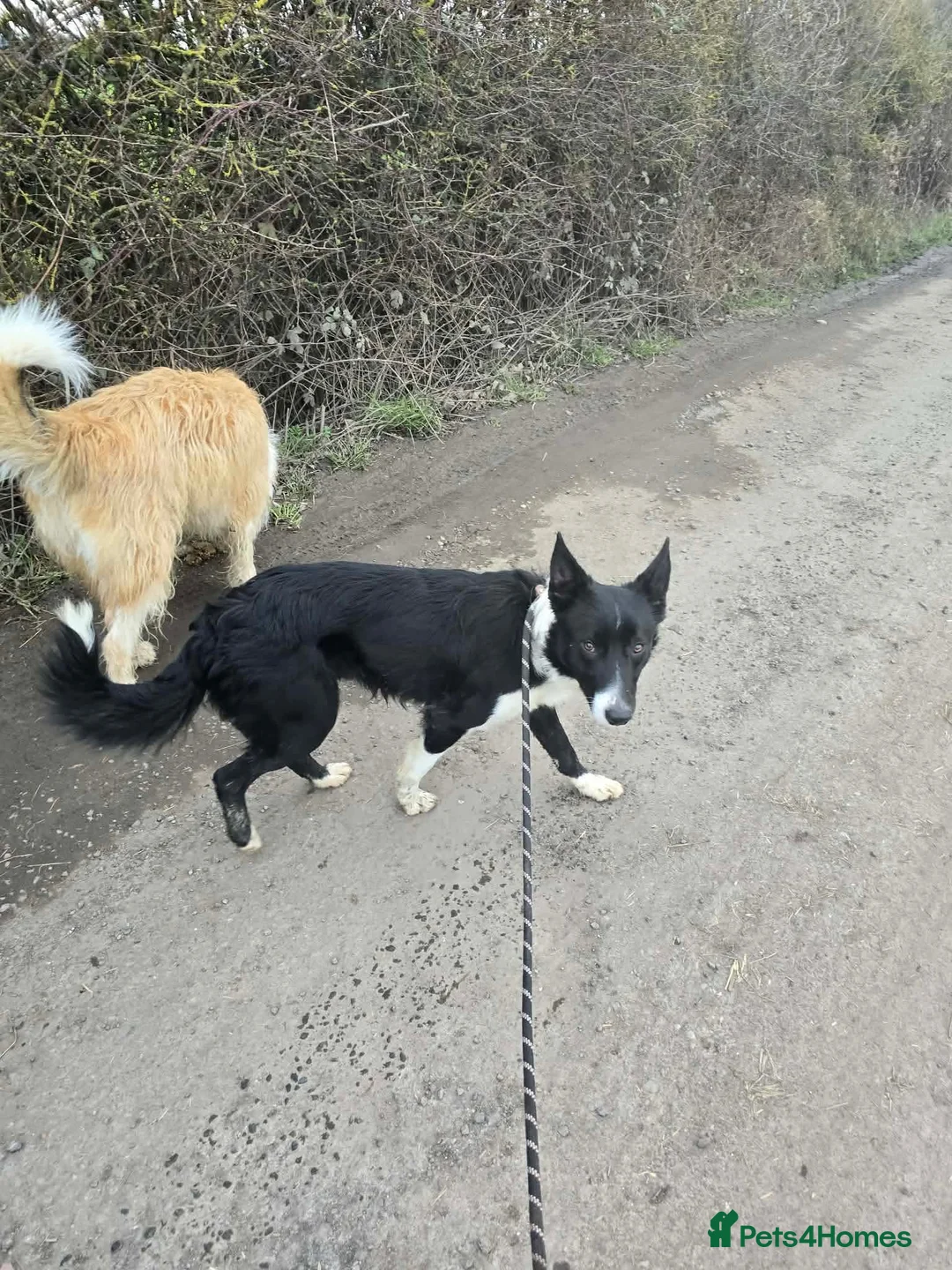 Mixed Breed dogs for adoption: RONNIE - Advert 6