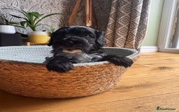 Cockapoo dogs for sale: Last Male fantastic champion line 20 combined  - Image 30