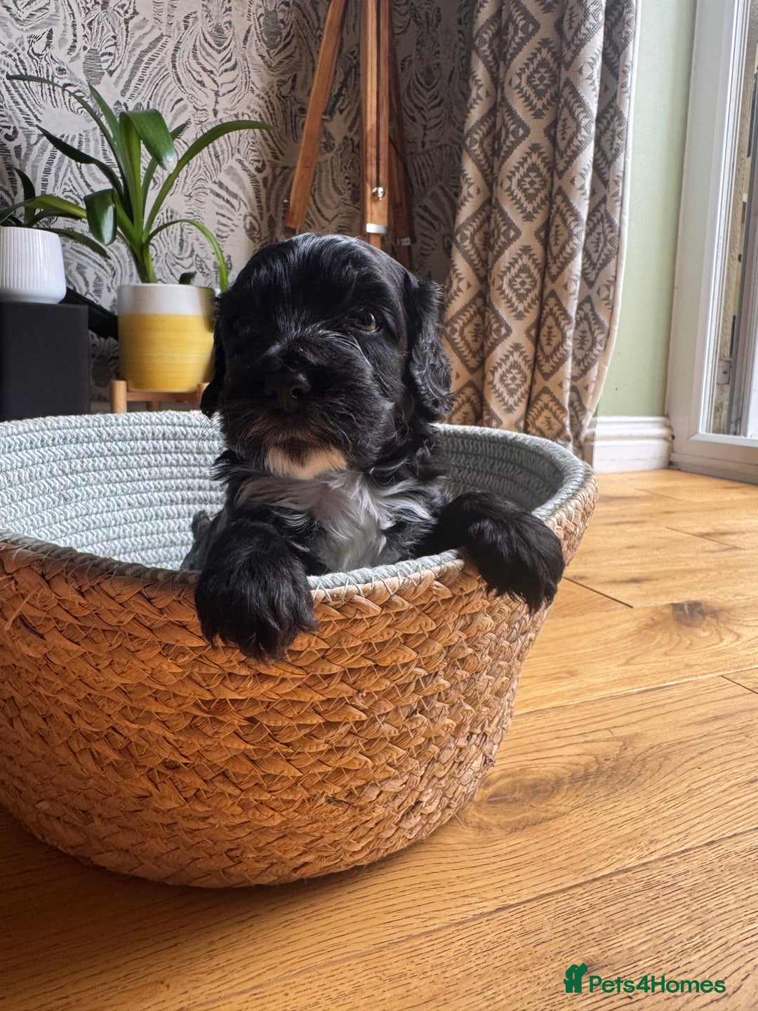 Cockapoo dogs for sale: Last Male fantastic champion line 20 combined  - Image 30