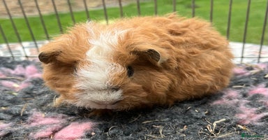 Guinea Pig rodents - Advert 5