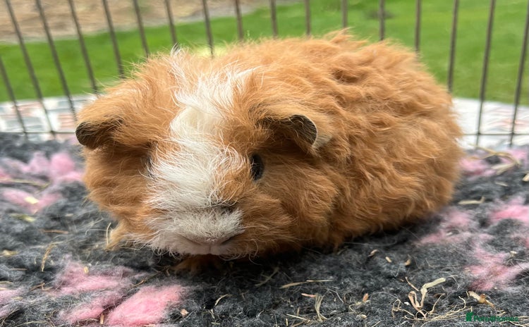 Guinea Pig rodents - Advert 11
