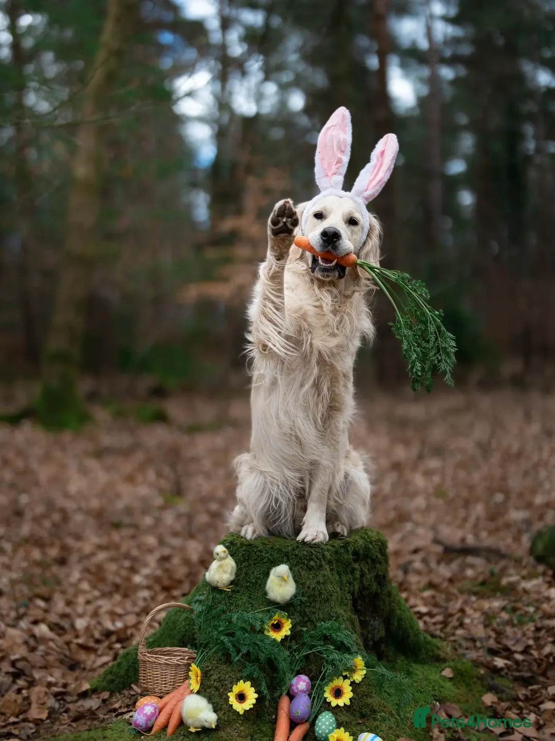 Golden Retriever dogs for stud: Kind, intelligent and loving therapy dog for stud - Advert 16