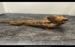 Miniature Dachshund dogs for stud: Kc Chocolate dapple stud  - Image 3