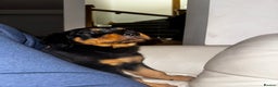 Rottweiler dogs for sale: Puppy’s ready to go - Advert 3