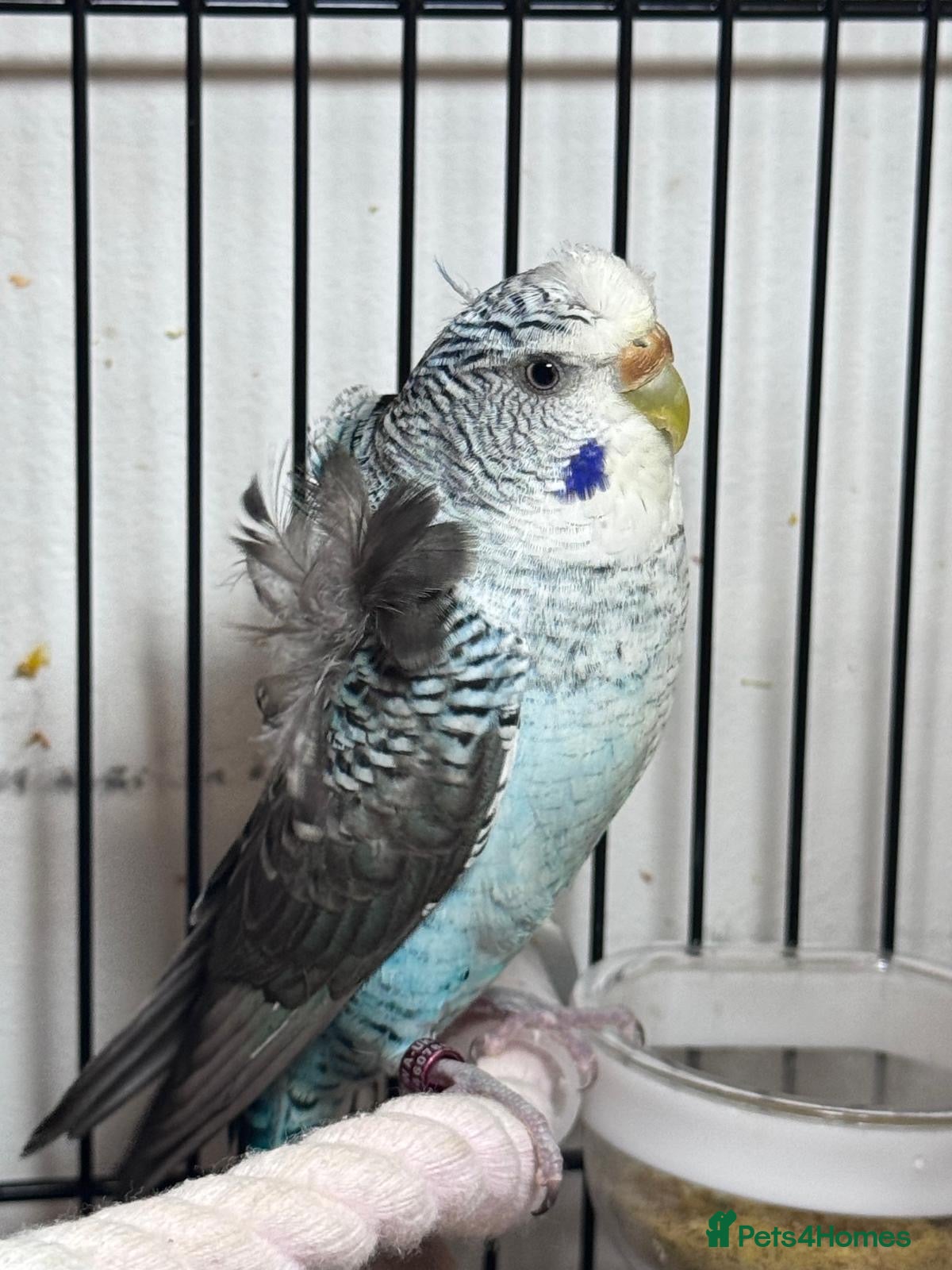 Budgerigars birds Young Black wing hen budgie for sale  - Advert 4