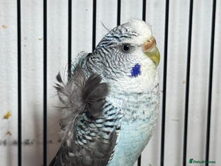 Budgerigars birds Young Black wing hen budgie for sale - Advert 6