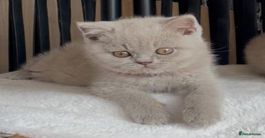 British Shorthair cats - Advert 6