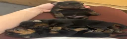 Rottweiler dogs for sale: Rottweiler puppies stunning pups born 4th Feb xx - Advert 3
