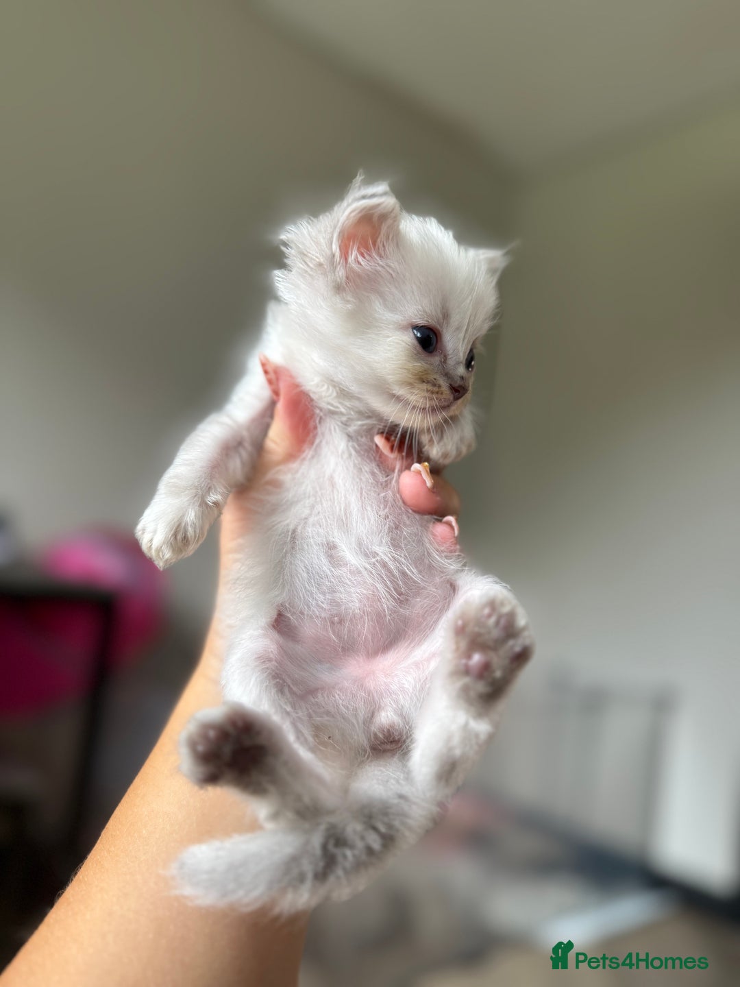 Ragdoll cats for sale: 🐾 Ragdoll kittens - ONE MALE TWO FEMALE LEFT 🐾 - Image 28