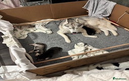 Siberian Husky dogs for sale: Beautiful Siberian Husky - Image 7