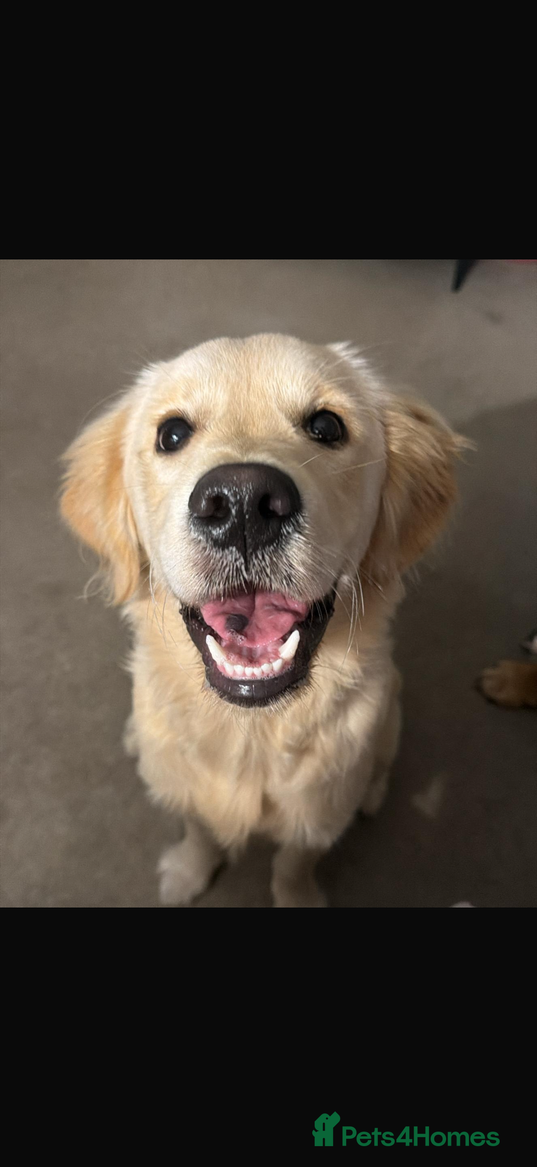 Golden Retriever dogs for sale: 1 Golden Retriever Puppy  - Advert 1