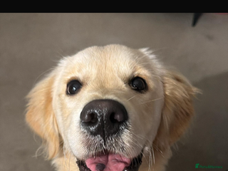 Golden Retriever dogs 1 Golden Retriever Puppy - Advert 1