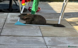 Ragdoll cats for sale: Ragdoll cross tabby  - Image 2