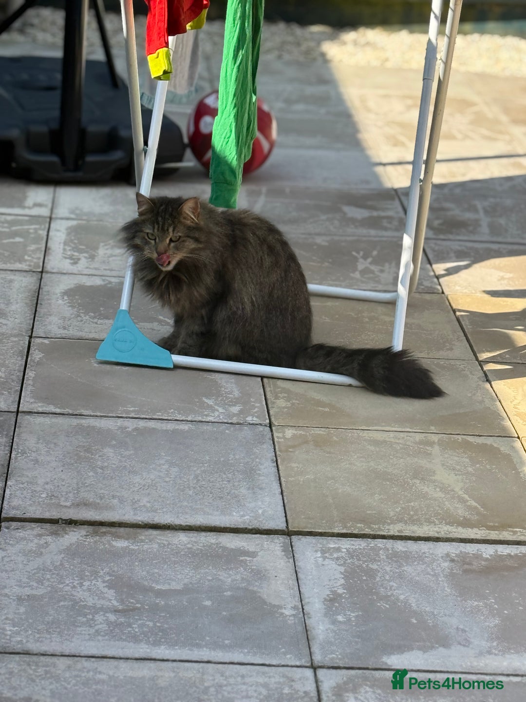 Ragdoll cats for sale: Ragdoll cross tabby  - Image 2