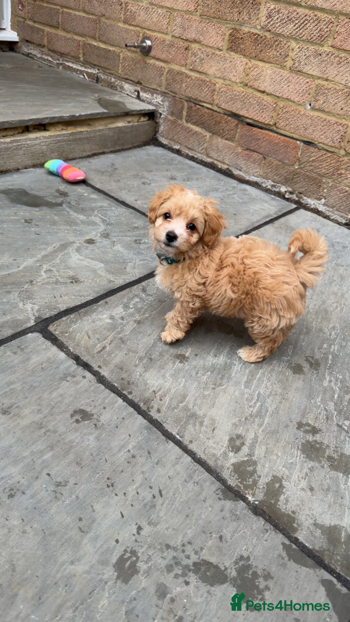 Maltipoo dogs F1 TOY maltipoos💙dna health clear🏆blood - Advert 1