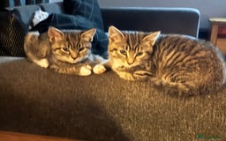 Mixed Breed cats for sale: 4 kittens looking for their forever homes  - Image 5