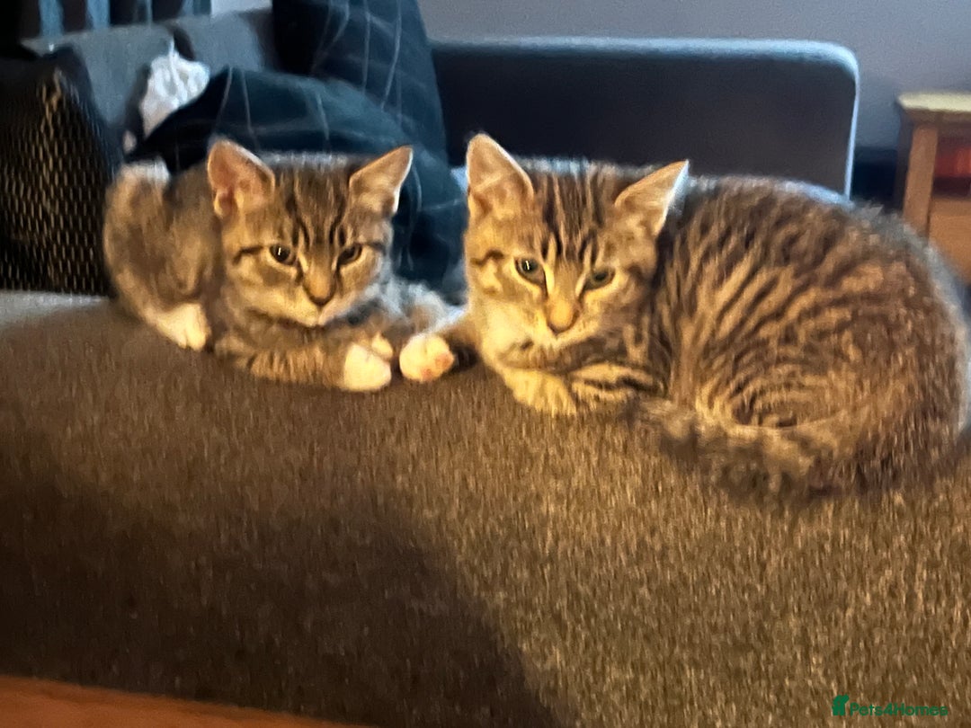 Mixed Breed cats for sale: 4 kittens looking for their forever homes  - Image 5