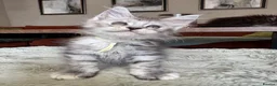 Maine Coon cats for sale: Superb quality Maine coon girls  - Advert 9