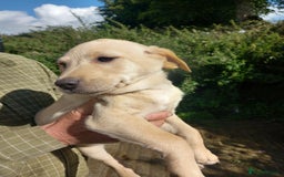 Labrador Retriever dogs for sale: 3 gorgeous yellow lab pups  - Image 2
