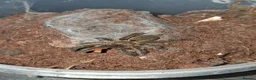Tarantulas invertebrates for sale: Tarantulas free to good homes in Bournemouth - Advert 4