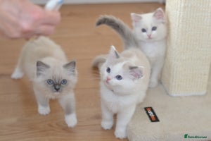 Ragdoll cats Beautiful Ragdoll Kittens - Advert 6