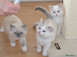 Ragdoll cats Beautiful Ragdoll Kittens - Advert 1
