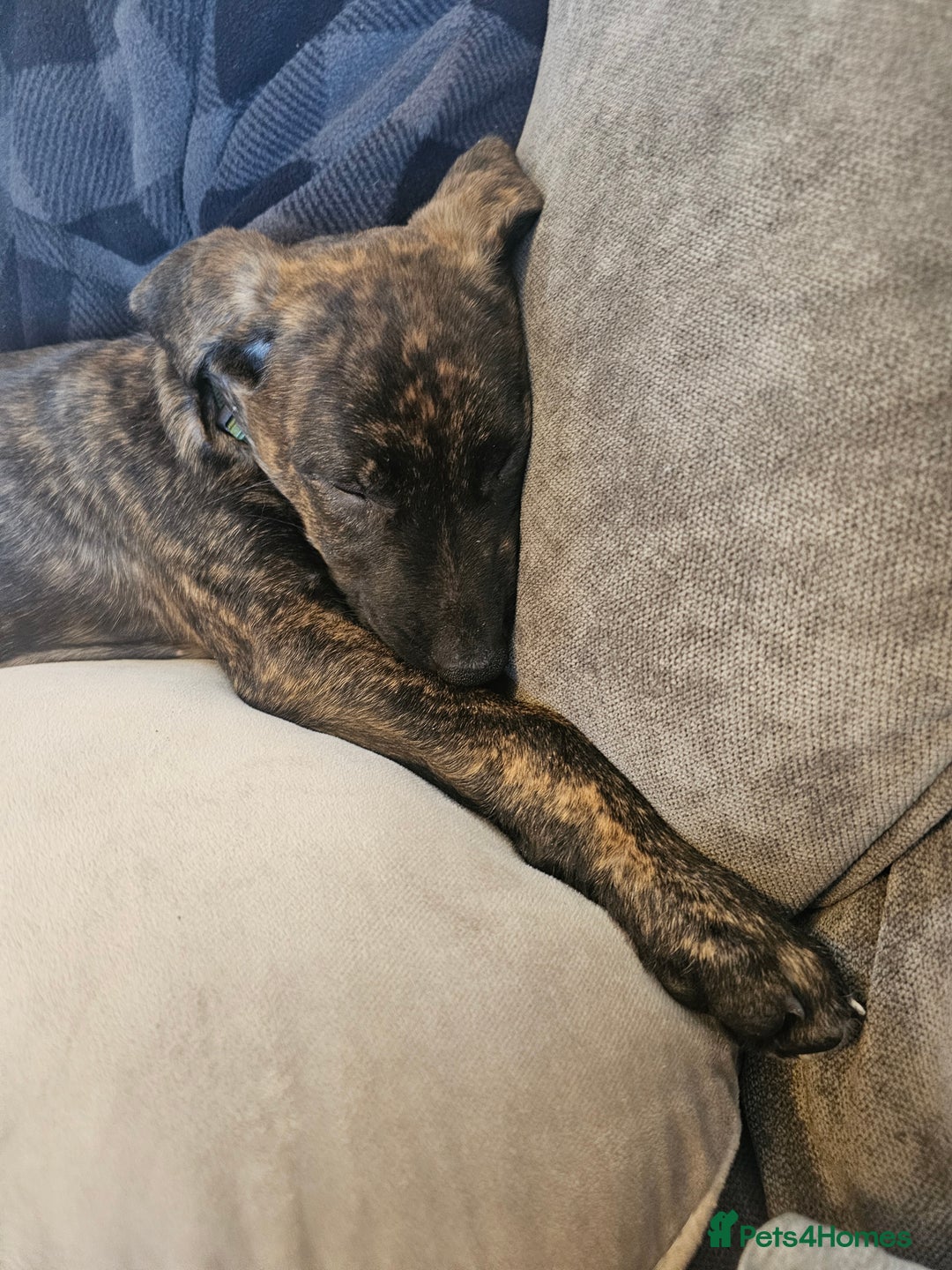 Mixed Breed dogs for sale: Hunt away/Presa Canario - Image 10