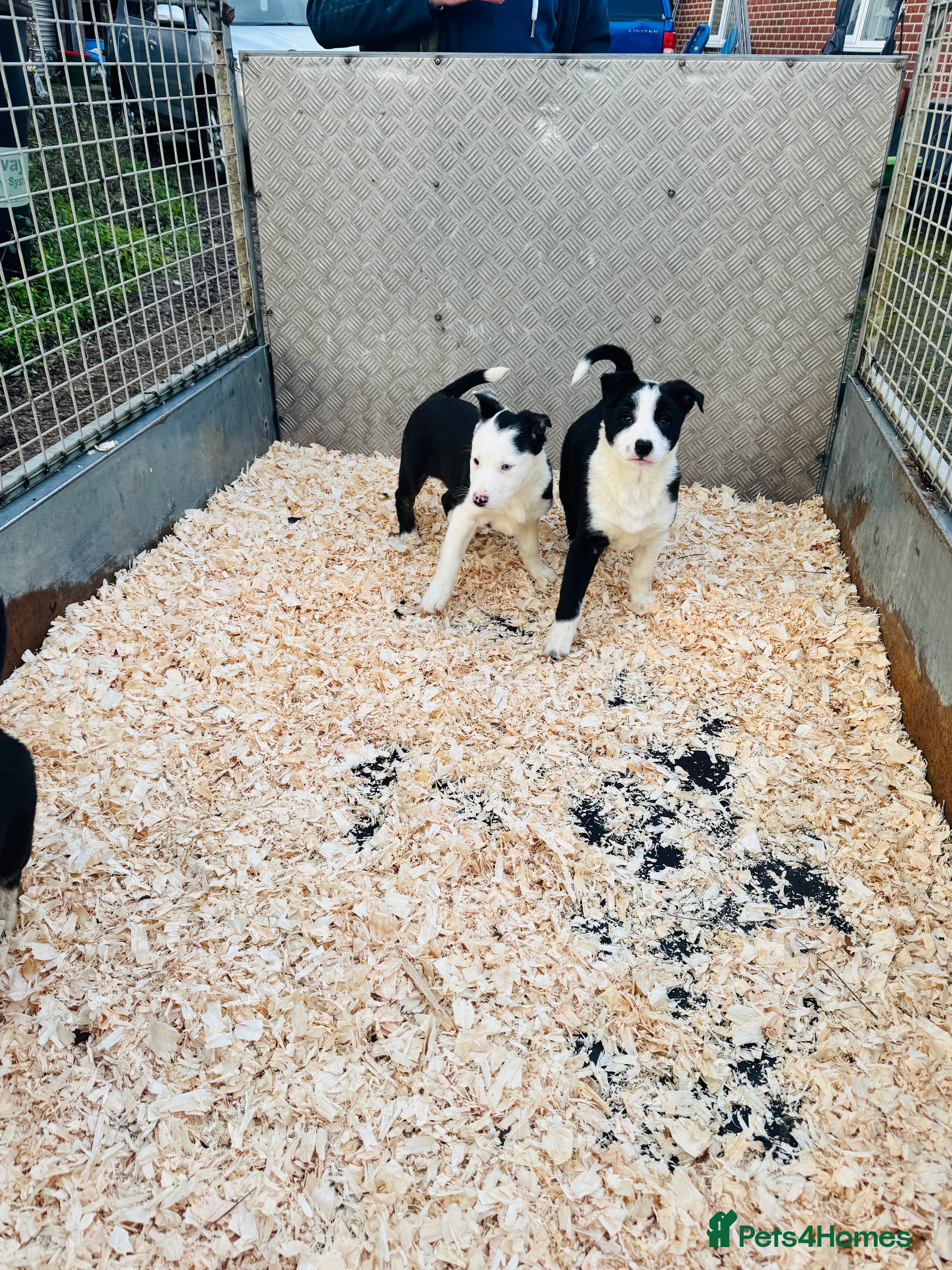 Border Collie dogs READY NOW border collie puppies one girl two boys  - Advert 1